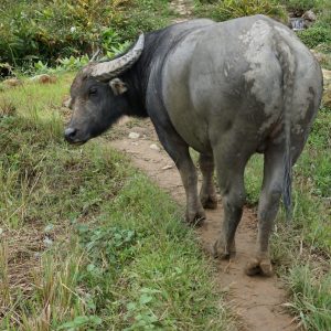 Büffel als Wegbegleiter in Sapa